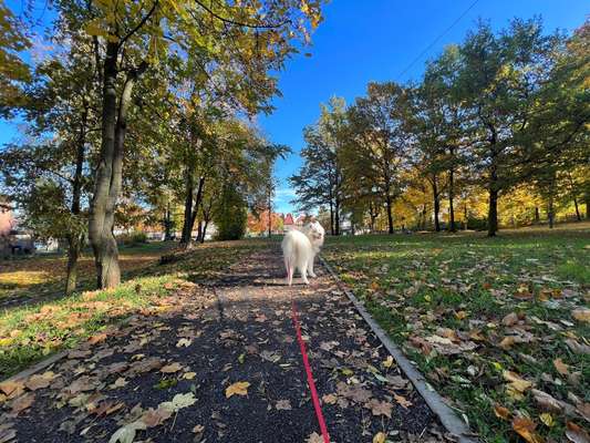 Hundetreffen-Spielfreunde gesucht-Bild