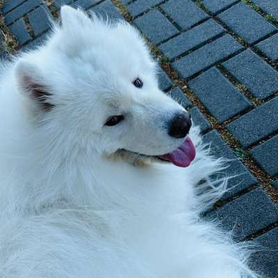 Hundetreffen-Neue Gassifreunde ☺️-Bild