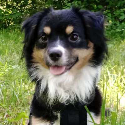 Hundetreffen-Hundebegegnungen souverän meistern-Profilbild