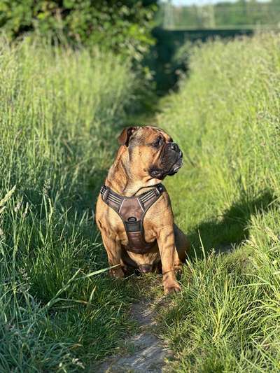Hundetreffen-Suchen zum spielen und Gassi Runde-Bild