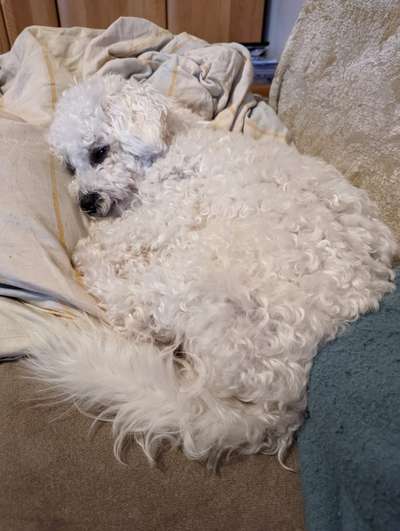 Reinrassige Hunde?-Beitrag-Bild