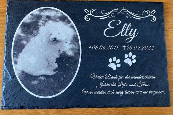 Unsere Fellnasen im Regenbogenland-Beitrag-Bild