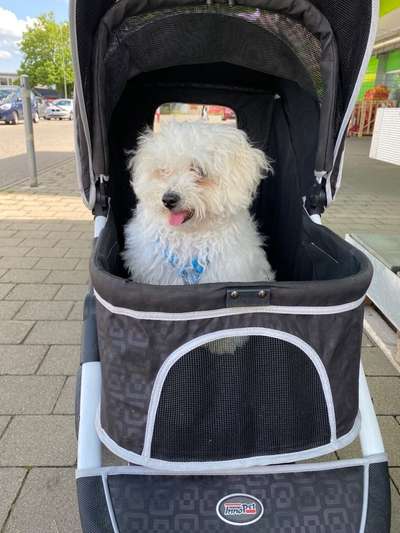 Wie sitzt mein Geschirr?-Beitrag-Bild