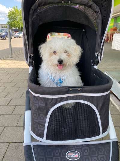 Wie sitzt mein Geschirr?-Beitrag-Bild