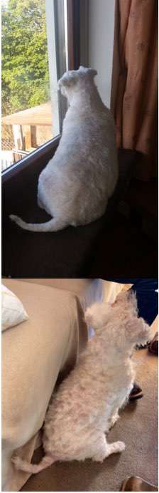 Hunde zu dünn?-Beitrag-Bild