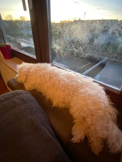 Hunde zu dünn?-Beitrag-Bild