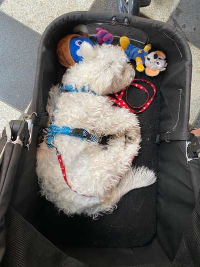 Wie sitzt mein Geschirr?-Beitrag-Bild