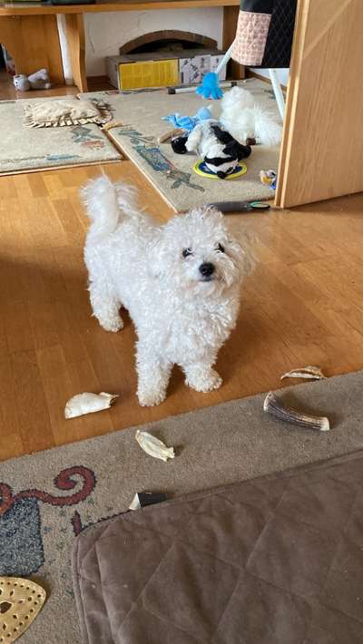 Bichon Friese-Beitrag-Bild