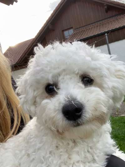 Dogorama Photo Challenge - Portrait-Beitrag-Bild