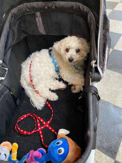 Wie sitzt mein Geschirr?-Beitrag-Bild