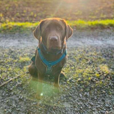 Hundetreffen-Spiel/Gassipartner für grobmotorischen Labrador-Bild