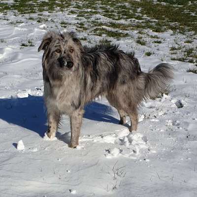 Die Dogorama Kalender Challenge Titelbild-Beitrag-Bild