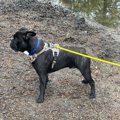 Hundetreffen-Spielkameraden gesucht-Bild