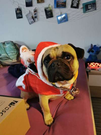 Challenge Nr. 8  Dein Hund im Weihnachtslook-Beitrag-Bild