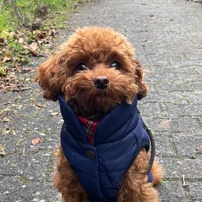 Hundetreffen-Spielgefährten und Gassifreunde gesucht!-Bild