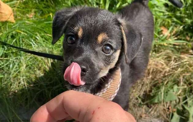 Welpen Bilder !-Beitrag-Bild