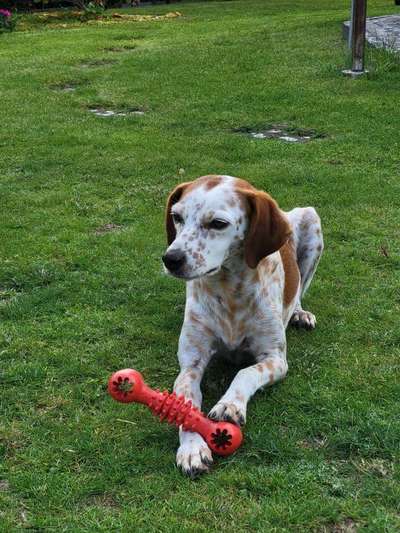 Hundetreffen-Gassirunde-Bild