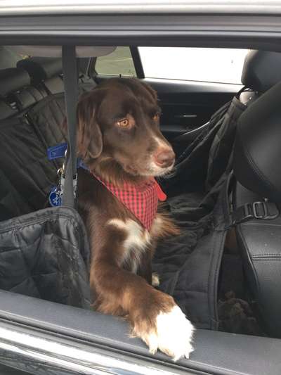 Die Dogorama Wochen Challenge-Beitrag-Bild