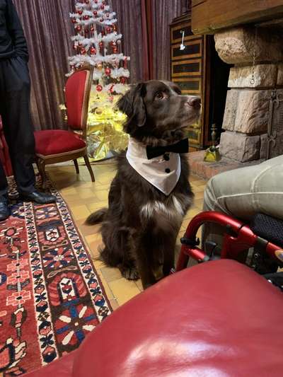 Die Dogorama Wochen Challenge-Beitrag-Bild