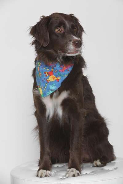 Mischlingshunde Foto Aufruf-Beitrag-Bild