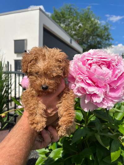 Hundetreffen-Welpentreffen Regenstauf-Bild