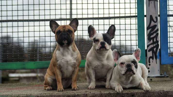 Hundetreffen-Hunderunde zum Spielen oder Trainieren 😊-Bild