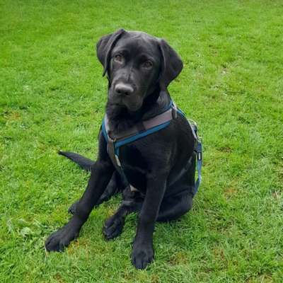 Hundetreffen-Hundekumpels zum Spielen gesucht