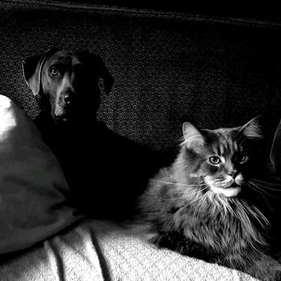 Postet das beste Foto von euren 4 beinern-Beitrag-Bild