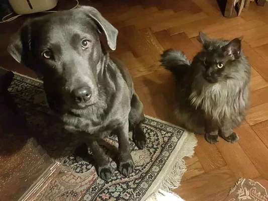 Postet das beste Foto von euren 4 beinern-Beitrag-Bild