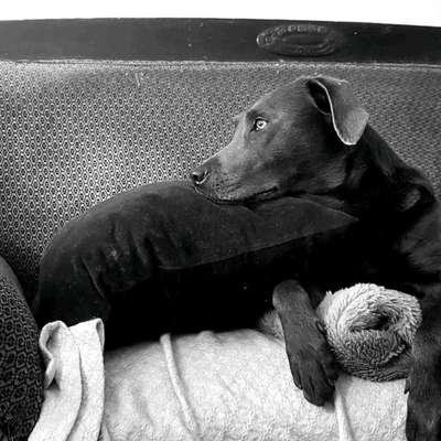 Postet das beste Foto von euren 4 beinern-Beitrag-Bild