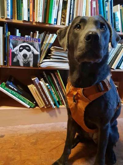 Postet das beste Foto von euren 4 beinern-Beitrag-Bild