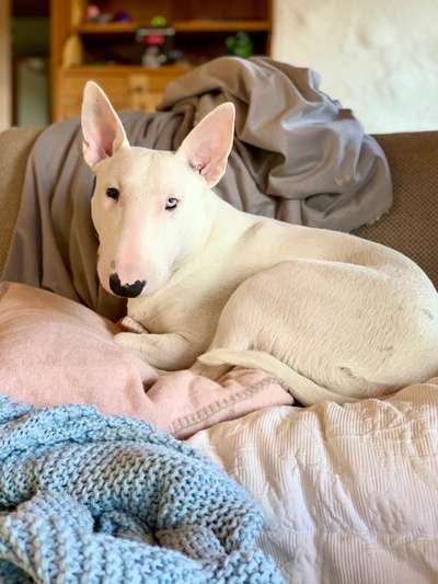 Miniatur Bull Terrier-Beitrag-Bild