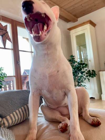 Miniatur Bull Terrier-Beitrag-Bild