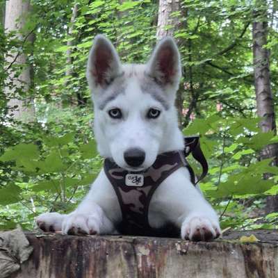 Hundetreffen-Bergedorf