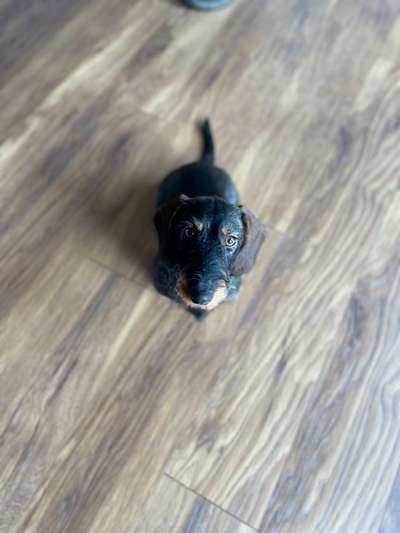 Dogorama Photo Challenge - Portrait-Beitrag-Bild