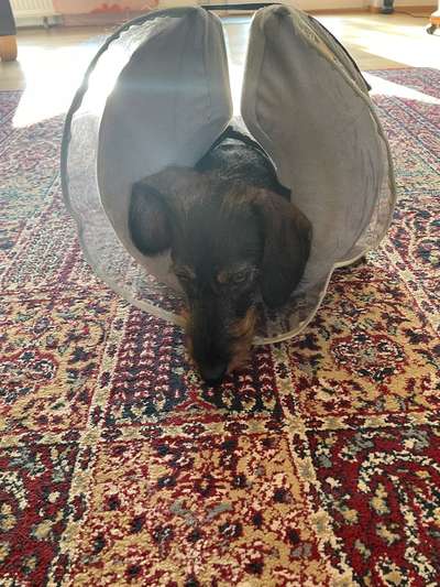 Abgerissene Kralle-Beitrag-Bild