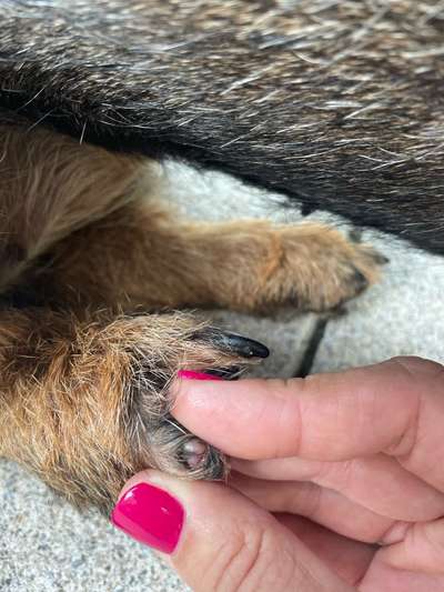 Abgerissene Kralle-Beitrag-Bild