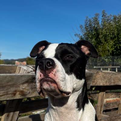 Hundetreffen-Gassirunde bzw. Training-Bild