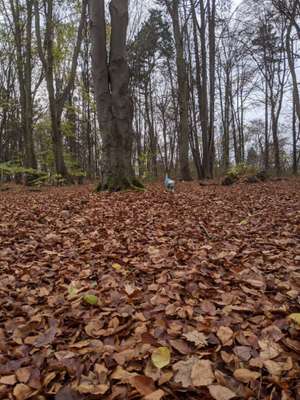 Hundeauslaufgebiet-Kurpark-Bild