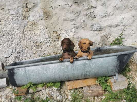 Die Dogorama Kalender Challenge 4/4-Beitrag-Bild