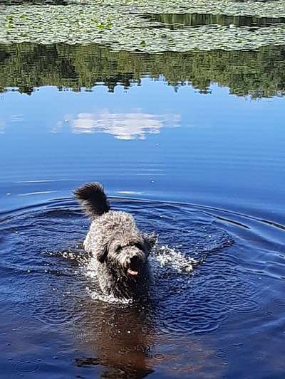Wie kamst du zu deinem Hund?-Beitrag-Bild