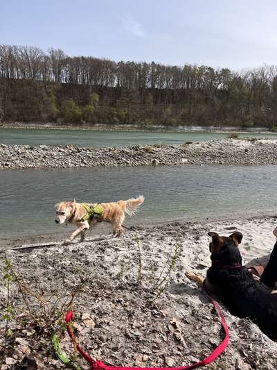 Hundeauslaufgebiet-Am Stauwerk-Bild