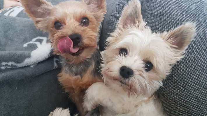 Yorkshire Terrier-Beitrag-Bild