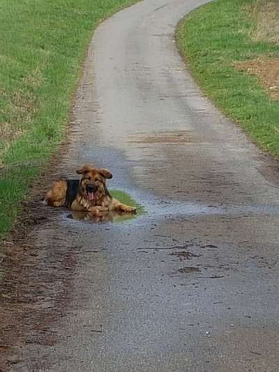 Dogorama-Monats-Challenge-Mai "Wasser"-Beitrag-Bild