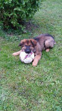 Welpen Bilder !-Beitrag-Bild