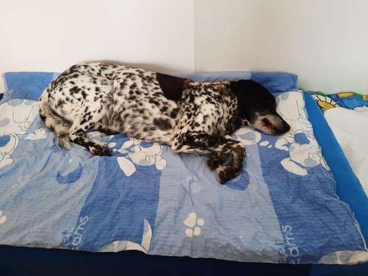 euer ältester Hund ?-Beitrag-Bild