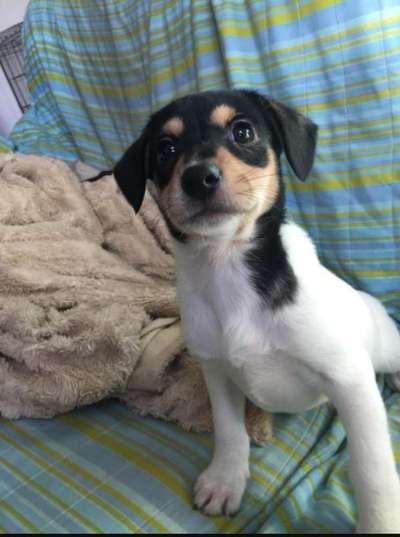 Das erste Bild eures Hundes-Beitrag-Bild