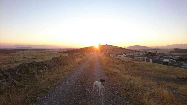 Dogorama Photo Challenge - Tierischer Urlaub-Beitrag-Bild