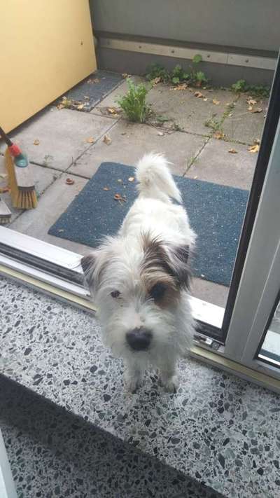 Wo sind die Jack und Parson Russell Terrier?-Beitrag-Bild