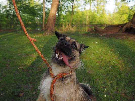 Lustigsten Grimassen von euren Hunden-Beitrag-Bild